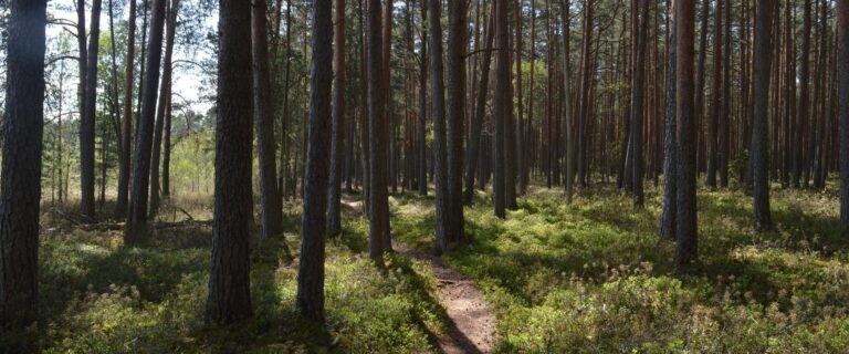 Mustjärve matkarada Elva vald